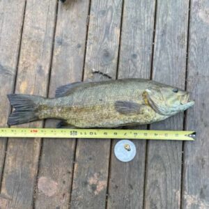bass winner youth